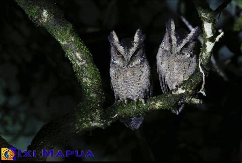 Birding Destination: Samar Island Natural Park – Wild Bird Club of the Philippines