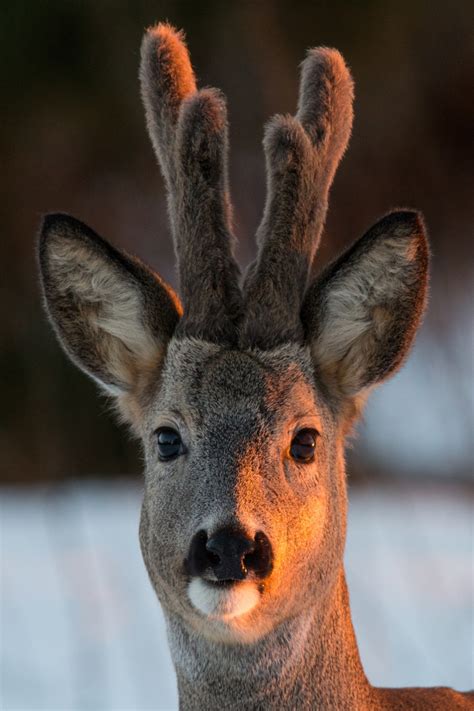 European and Siberian roe deer | Looduskalender