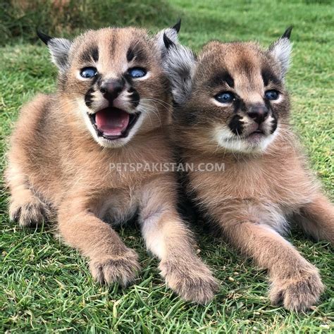 Pets Pakistan - Cheetah Cubs, Lion Cubs and Tiger Cubs for sale