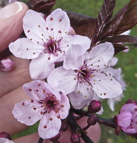 Cherry Plum - Tree Guide UK -Cherry Plum identification