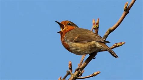 Animals vocalize 100 times louder than humans - it's a matter of survival | CBC Radio