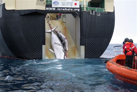 Japan's Whaling Fleet Set to Embark on Hunt for 333 Minke Whales