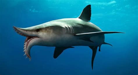 10 Weirdest Sharks in the World - And Top 5 Weirdest Extinct Sharks ...