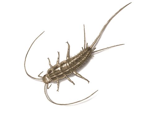 Silverfish Bug Control: Get Rid of Silverfish