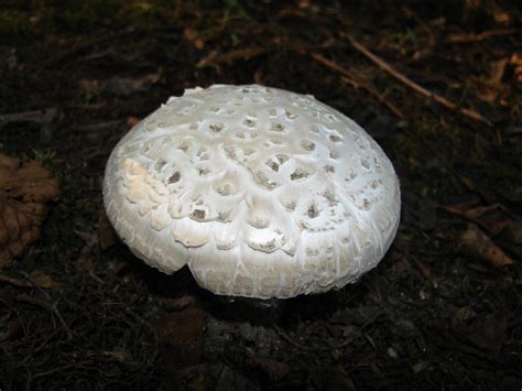 Chlorophyllum molybdites | Chlorophyllum molybdites, Long Is… | Flickr