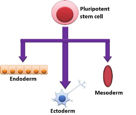 Pluripotent stem cells are defined as possessing the ability to form ...