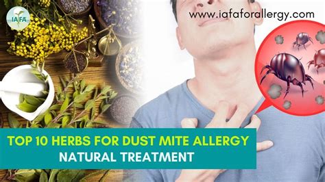 Top 10 Herbs for Natural Treatment of Dust Mite Allergy