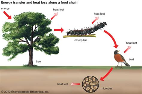 Community ecology - Mutualism | Britannica