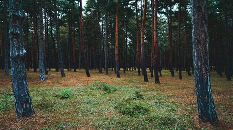 Person Hiding Behind Tree Trunk · Free Stock Photo