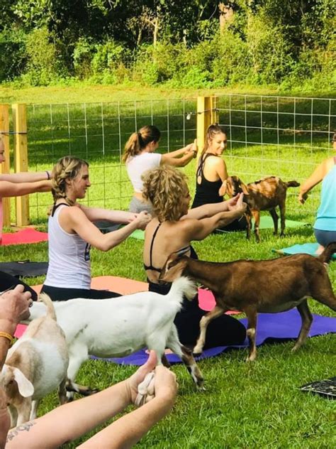 Goat Yoga. What are the Healthy Benefits? - Mackenzie Biehl Goat Yoga. What are the Healthy ...