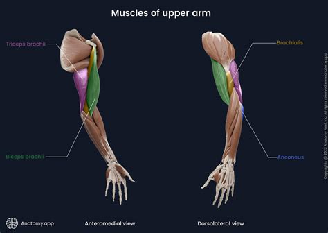 Bicep Muscles Anatomy