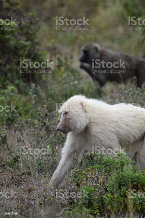 White Baboon Stock Photo - Download Image Now - Animal Wildlife, Animals In The Wild, Baboon ...