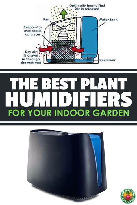 The Best Plant Humidifiers For Your Indoor Garden | Epic Gardening