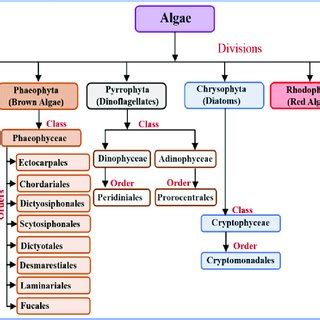 (PDF) Production of biofuels from microalgae - A review on cultivation, harvesting, lipid ...