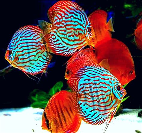 Pin by Enrique Gonzalez Araya on Discos | Discus fish, Tropical freshwater fish, Tropical fish