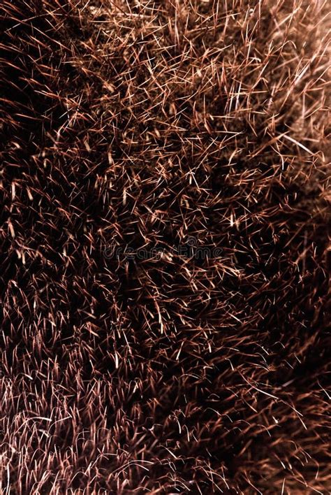 Brown fur texture stock photo. Image of close, fell, texture - 13500078