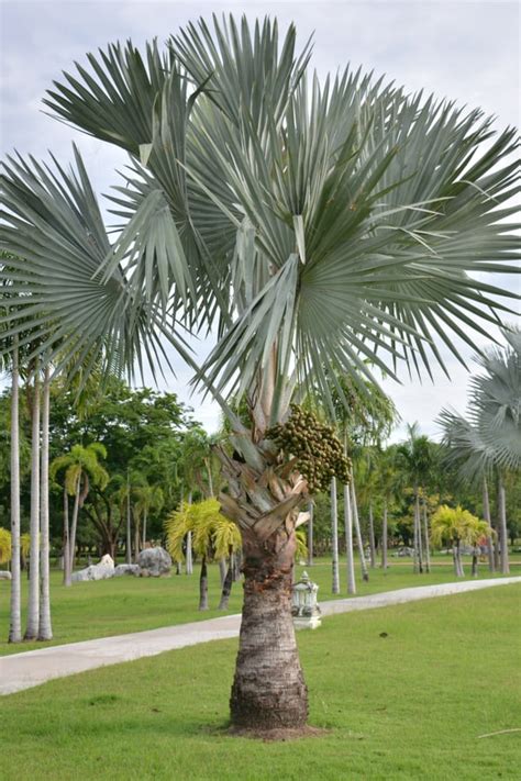 how fast do palm trees grow in florida - Gerda Mcnamara