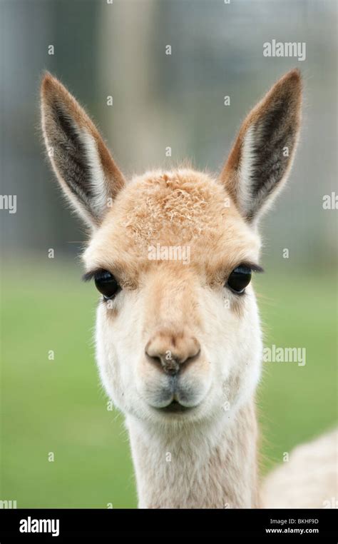 Portrait of a vicuna (Vicugna vicugna Stock Photo - Alamy