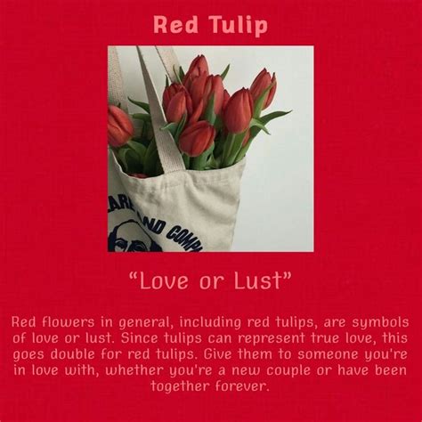 red tulip meaning in 2023 | Red tulips, Tulips meaning, Flower meanings