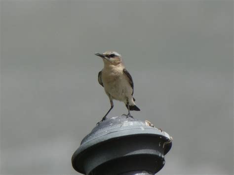 Northern Wheatear | Birds Wiki | Fandom