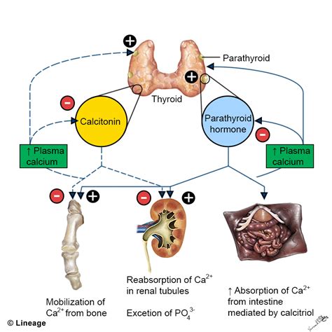 Calcitonin - USMLE Strike