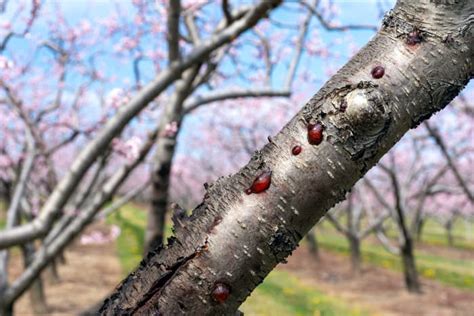 10 Common Cherry Tree Diseases - Minneopa Orchards