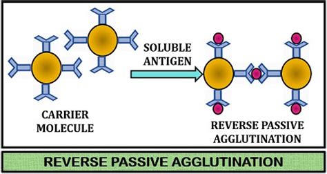 What is Agglutination Reaction? Definition, History, Steps & Types - Biology Reader