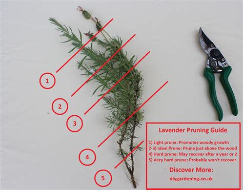 How and When to Prune Lavender [This is How Professionals Do It)