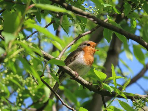 Download Birds Chirping in Lush Green Forest Wallpaper | Wallpapers.com