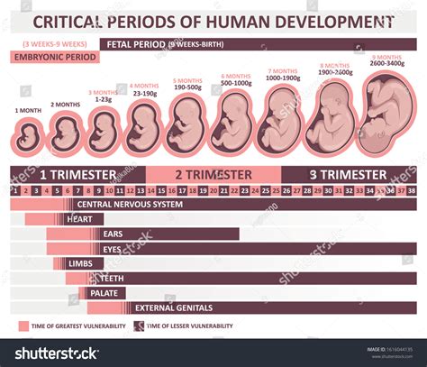 Human Embryo Development Stages