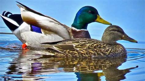 Breeds of Ducks | A Beginner's Guide to Unique Duck Breeds