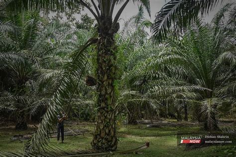 Malaysia, Indonesia freeze trade talks with EU over palm oil, says ...