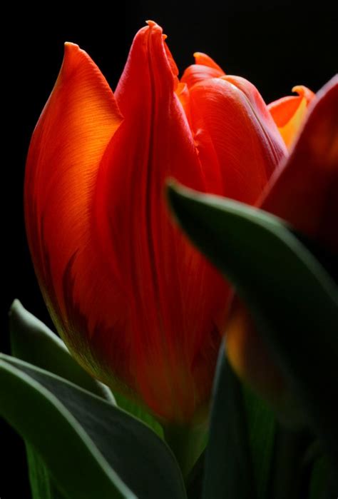 Orange Tulip | Orange tulips, Tulips, Tulips garden