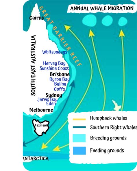 Humpback Whale Migration Guide - Ocean Life Education