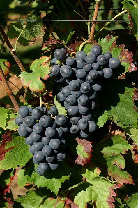 Grape Of The Week: Cinsault – greenegrapewine