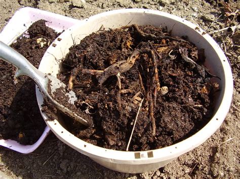 Using Compost as Potting Soil | The Garden Lady