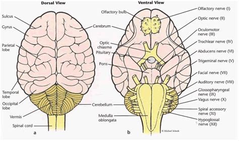 Pig Anatomy and Terminology - Mini Pig Info