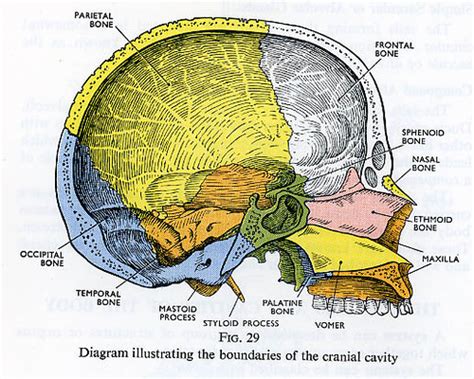 Cranial Cavity Diagram