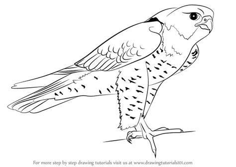 Learn How to Draw a Peregrine Falcon (Bird of prey) Step by Step : Drawing Tutorials