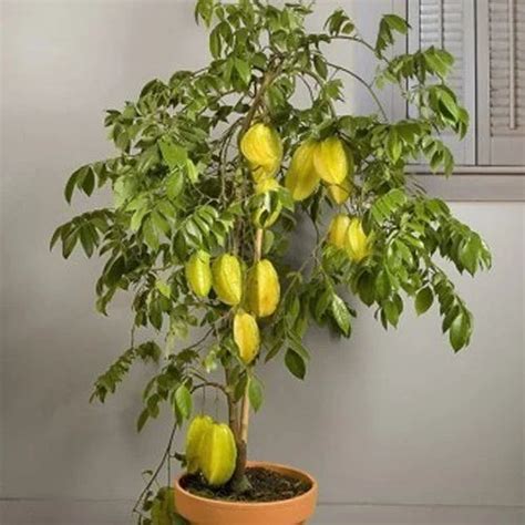 Star Fruit Tree at Rs 400 | Fruit Plant in Jaipur | ID: 16821370991