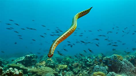 A British fisherman was bitten by a sea snake while working on a trawler off the northern ...