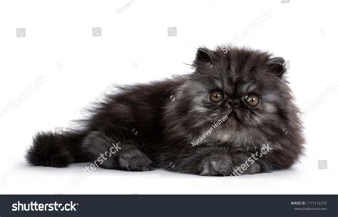 Adorable Fluffy Black Smoke Persian Cat Stock Photo 1711116310 ...