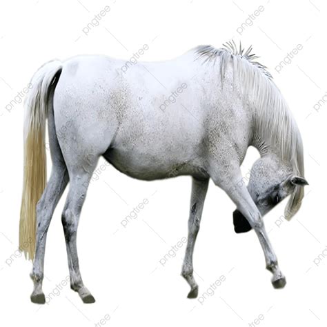 Arabian Horse PNG