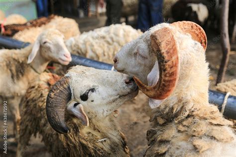 Sheep ( domba ) in animal markets to prepare sacrifices on Eid al-Adha ...