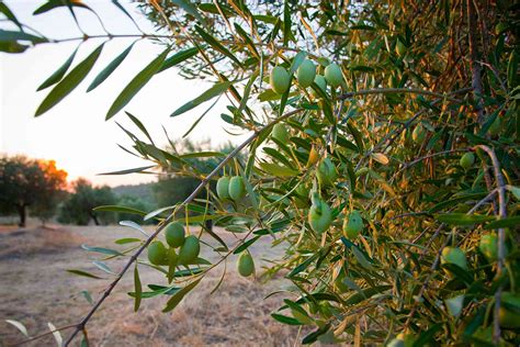 All About the Different Types of Greek Olives