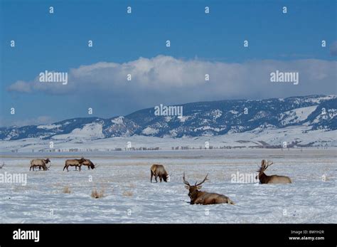 USA, Wyoming, Jackson Hole. National Elk Refuge in winter. Elk, (wild: Cervus elaphus) aka ...