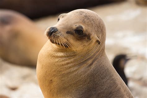 Sea Lion | San Diego Zoo Animals & Plants