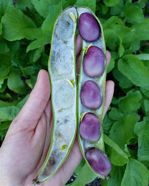 How to Grow & Use Fava Beans (Broad Beans): As Food & Cover Crops ...