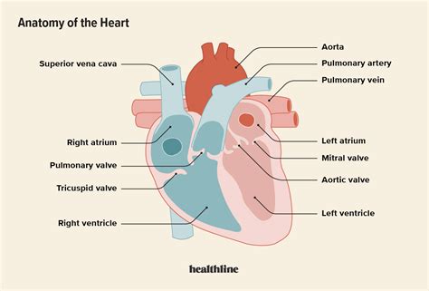 Superior Vena Cava Syndrome: Symptoms, Treatments, Causes