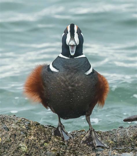 Harlequin Ducks at Alki Beach | BirdNote